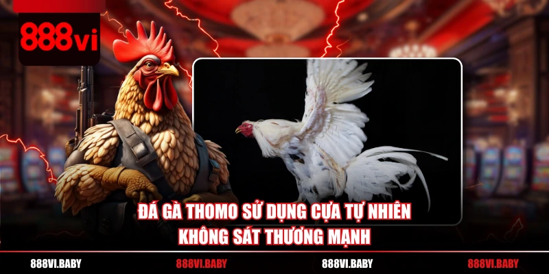 Đá gà Thomo sử dụng cựa tự nhiên, không sát thương mạnh