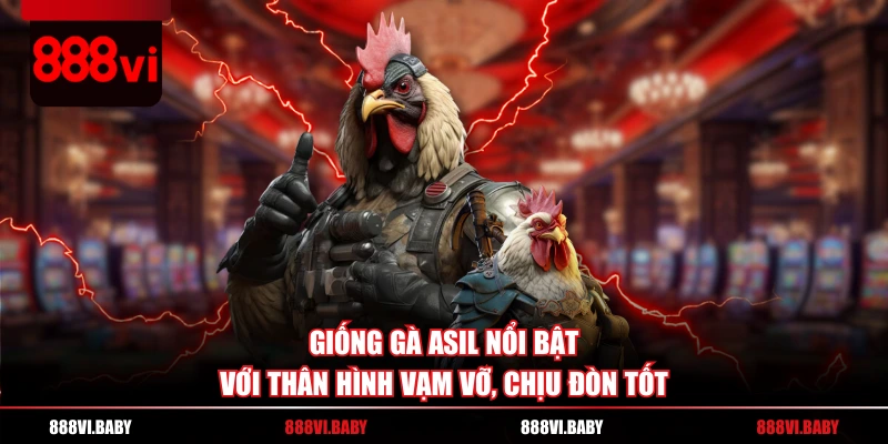 Giống gà Asil nổi bật với thân hình vạm vỡ, chịu đòn tốt