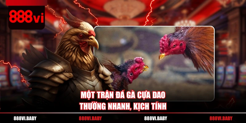 Một trận đá gà cựa dao thường nhanh, kịch tính